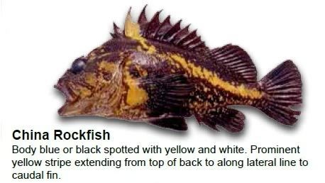 china-rockfish