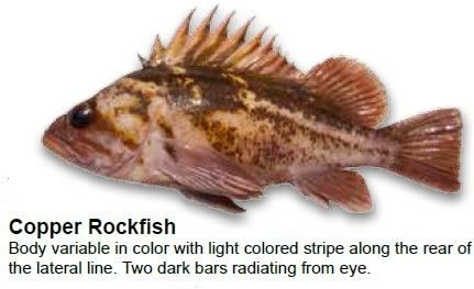 copper-rockfish