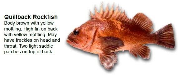 quillback-rockfish
