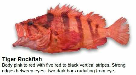 tiger-rockfish