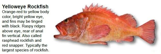yelloweye-rockfish