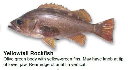 yellowtail-rockfish